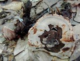 Hydnellum spongiosipes image