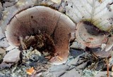 Hydnellum spongiosipes image