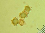 Hydnellum spongiosipes image