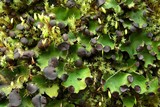 Peltigera venosa image