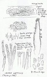 Irpex lacteus image