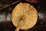 Lepiota trichroma image