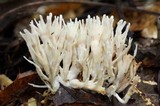 Sebacina schweinitzii image