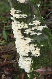 Trametes membranacea image