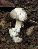 Amanita sect. Vaginatae image