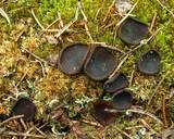 Pseudoplectania nigrella image
