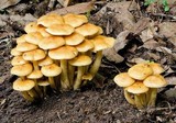 Flammula malicola image