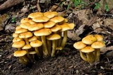 Flammula malicola image