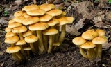 Flammula malicola image