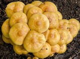 Flammula malicola image