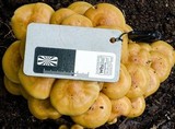 Flammula malicola image
