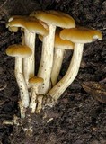 Flammula malicola image