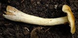 Flammula malicola image