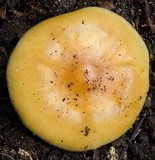 Flammula malicola image