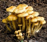 Flammula malicola image