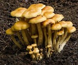 Flammula malicola image