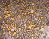 Caloplaca cerina image