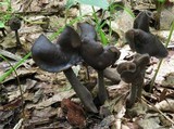 Helvella atra image