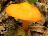 Humidicutis marginata image