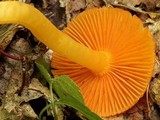 Humidicutis marginata image