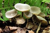 Helvella macropus image