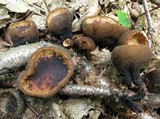 Galiella rufa image