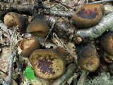 Galiella rufa image