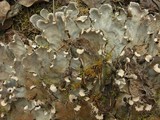 Peltigera canina image