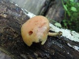 Rhodotus palmatus image