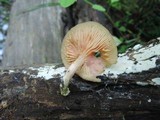 Rhodotus palmatus image