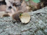 Hohenbuehelia atrocaerulea image