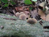 Hohenbuehelia atrocaerulea image