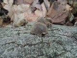 Hohenbuehelia atrocaerulea image