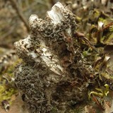 Peltigera canina image