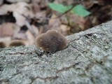 Hohenbuehelia atrocaerulea image