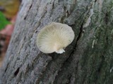 Hohenbuehelia atrocaerulea image
