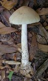 Amanita murrilliana image