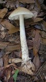 Amanita murrilliana image