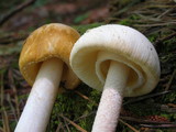 Amanita roseitincta image