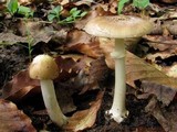 Amanita solaniolens image