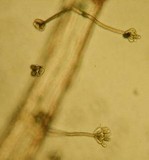 Stachybotrys chartarum image