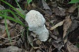 Hypomyces hyalinus image