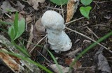 Hypomyces hyalinus image