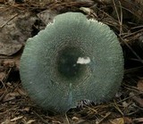 Russula parvovirescens image
