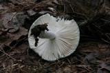 Russula parvovirescens image