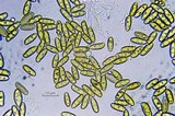 Boletochaete bicolor image