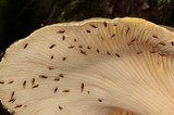 Lentinus levis image