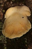 Lentinus levis image