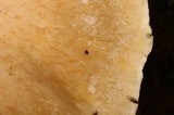 Lentinus levis image