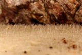 Lentinus levis image
